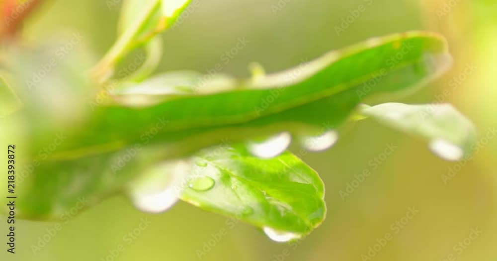 Raindrops collected on green leaves macro shallow DOF handheld footage Raindrops collected on green leaves macro shallow DOF handheld footage