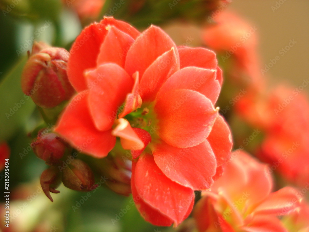 macro avec une fleur rouge de kalanchoe sur fond de fleurs et feuilles macro avec une fleur rouge de kalanchoe sur fond de fleurs et feuilles