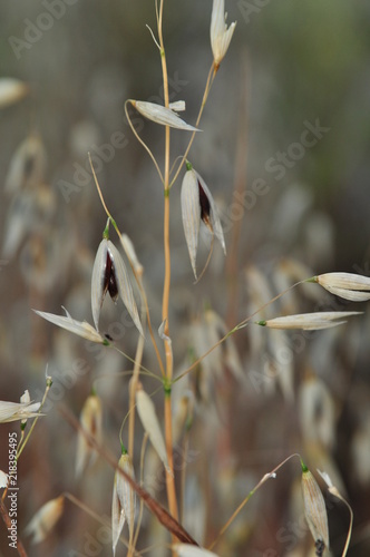 macro avec les graines des plantes ornementales, stipa gigantéa