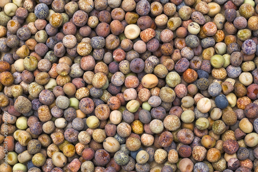 Roveja beans (Pisum sativum var. arvense), robiglio, austrian winter pea, Background food, seeds in a rainbow of colors Roveja beans (Pisum sativum var. arvense), robiglio, austrian winter pea, Background food, seeds in a rainbow of colors