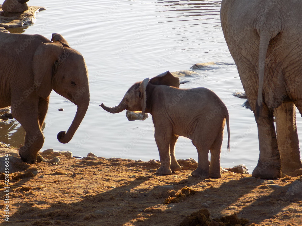 Obraz premium Elephant babies