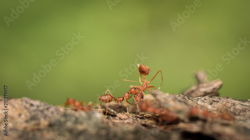 Red ants. © ttshutter