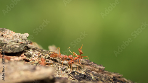 Red ants.