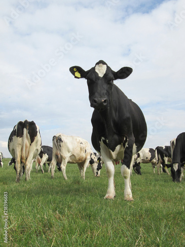 herd of dairy cows in a field