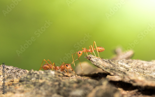 Red ants.