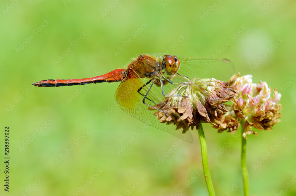 Dragonfly sitting on the stem of the plant. Dragonfly sitting on the stem of the plant.