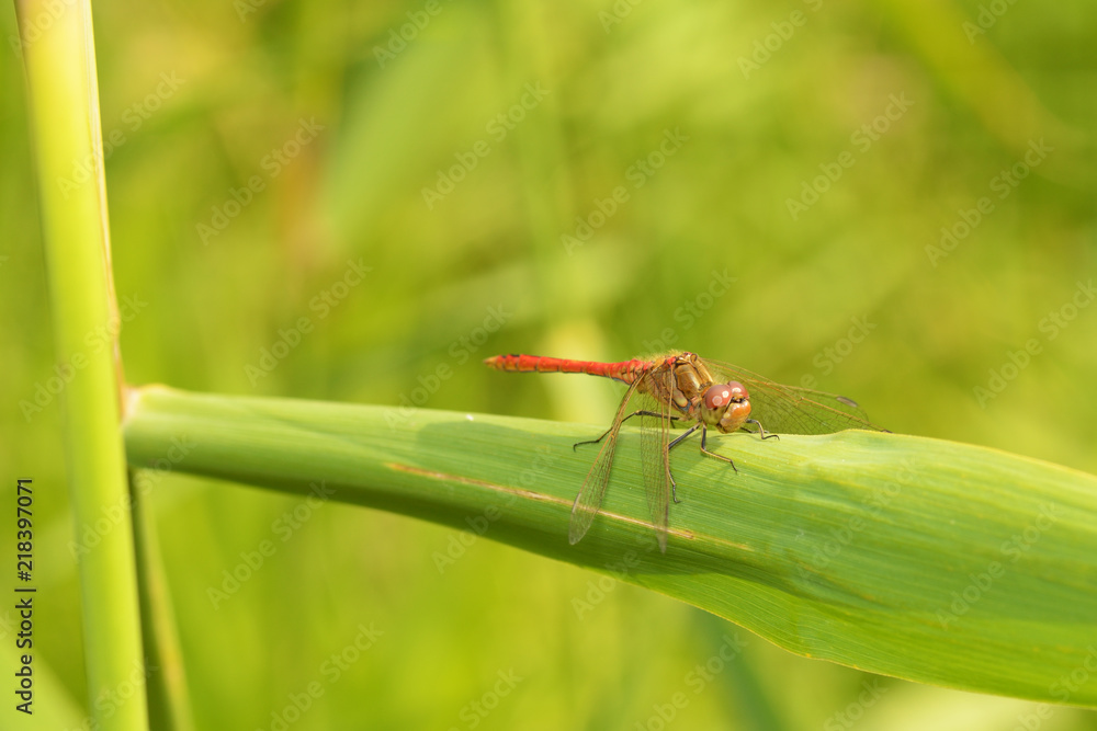 Dragonfly sitting on the stem of the plant.