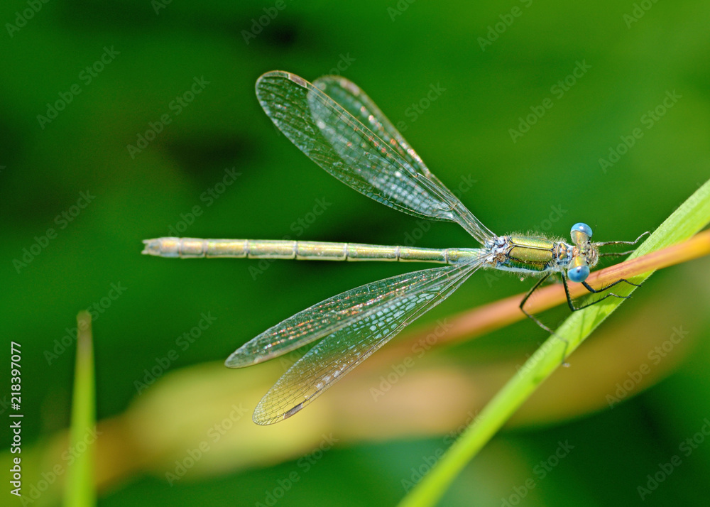 Dragonfly sitting on the stem of the plant. Dragonfly sitting on the stem of the plant.
