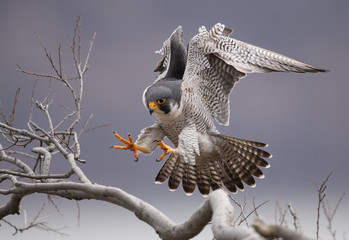 Peregrine Falcon on a Cliff