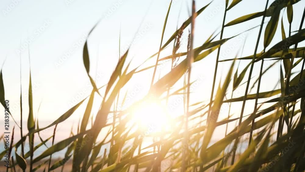 Rays of the sun make their way through the grass at sunset. The grass is shaking on the sea closeup. Rays of the sun make their way through the grass at sunset. The grass is shaking on the sea closeup.