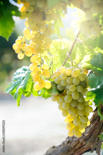 White grape in a wineyeard photo