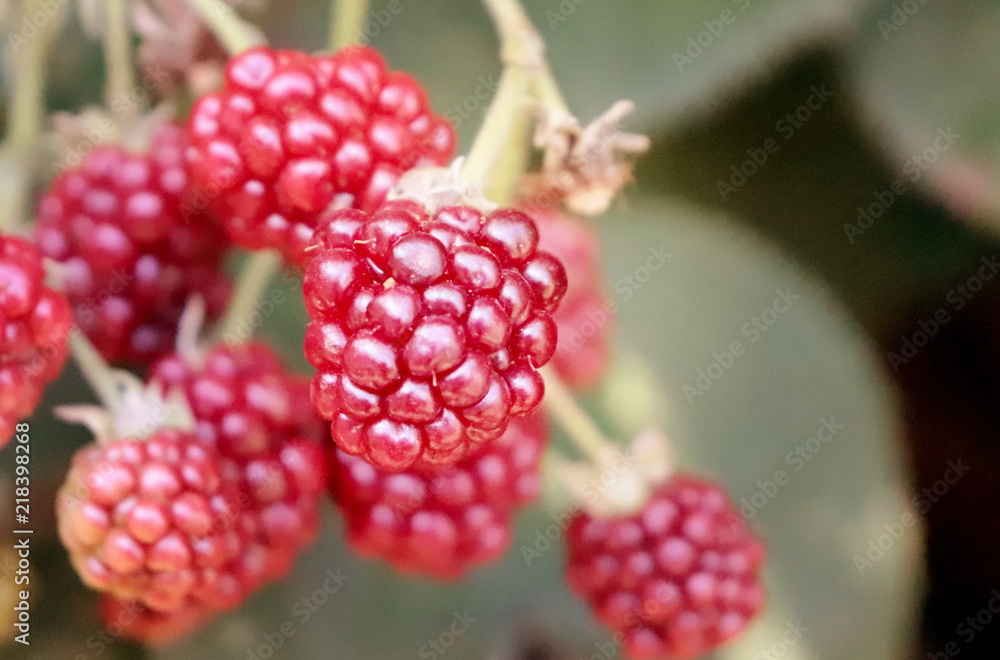 Raspberry detail photo Raspberry detail photo