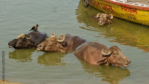 Cows and Boats in the Ganges River