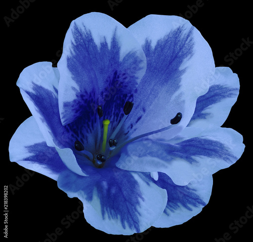 Blue  flower  lily on  the black isolated background with clipping path  no shadows. Closeup.  Nature. photo