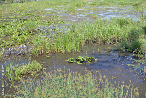 Obraz na plátně Migratory bird habitat on the lakeshore of lake Erie at Presque Isle state park