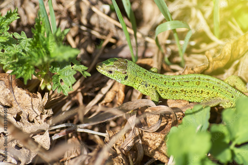 A green lizard crawling on a dry grass close up.