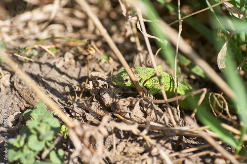 A green lizard crawling on a dry grass close up.