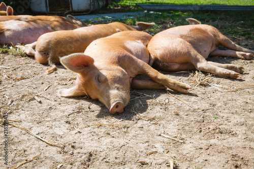 A group of lazy ginger pigs lying down and sleeping happily in the sunshine in a dusty pig sty.