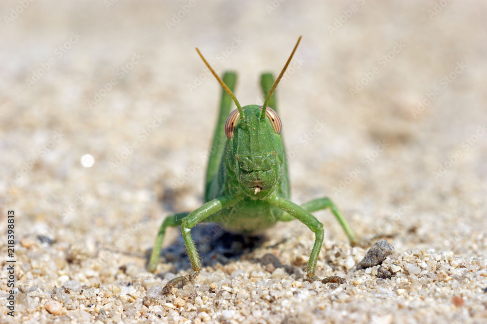 green funny grasshoper locust on the sand green funny grasshoper locust on the sand