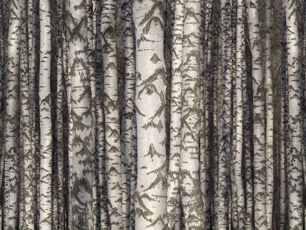 Fototapeta premium Birch trunks