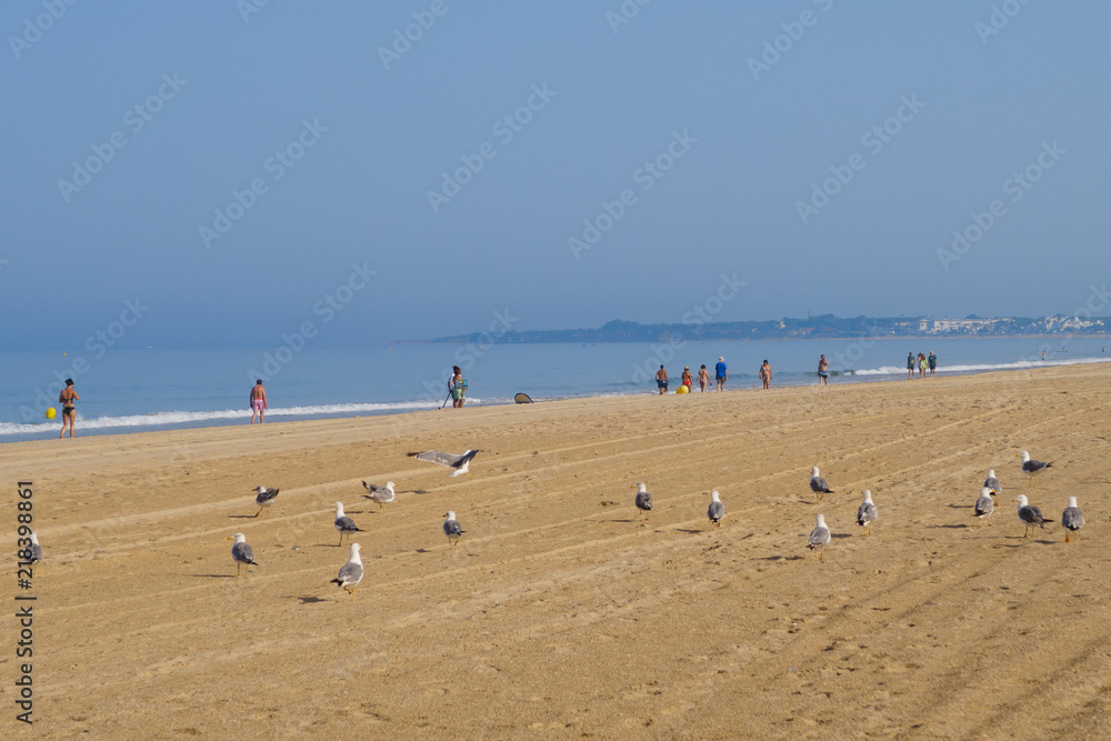 Seagulls on the beach of La Barrosa in Sancti Petri, Spain Seagulls on the beach of La Barrosa in Sancti Petri, Spain