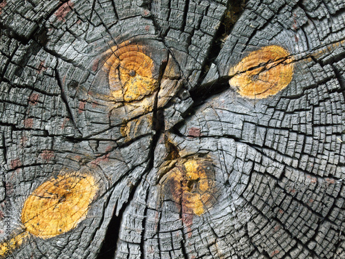 Old wood cut texture with knots and cracks