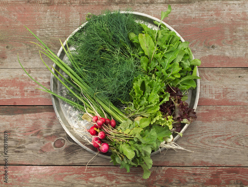 Healthy fresh salad ingredients on a metal round tray with several varieties of leafy green salad, dill and a bunch of crispy peppered radish on a background of old weathered boards with copy space