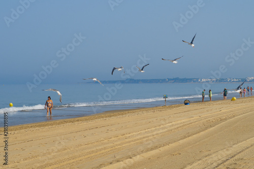 Seagulls on the beach of La Barrosa in Sancti Petri  Spain