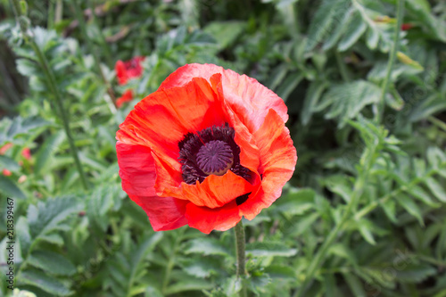 Fototapeta Naklejka Na Ścianę i Meble -  Poppy Flower 