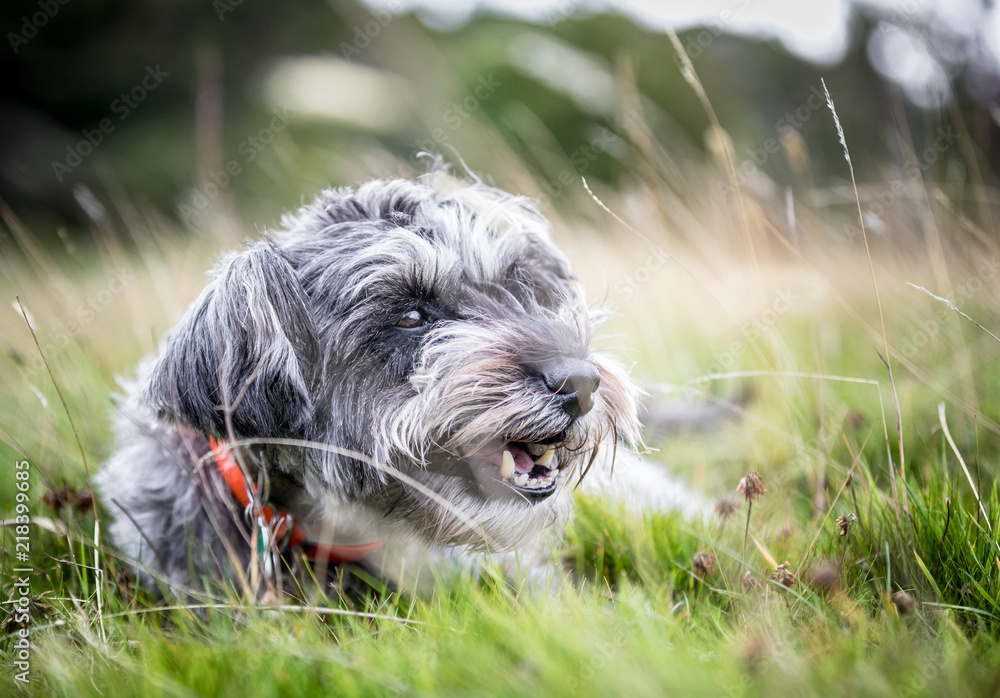 The Miniature Schnauzer