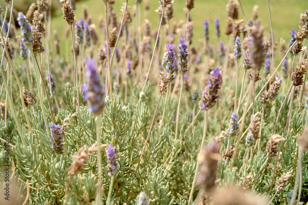 Fototapeta premium wildflowers background