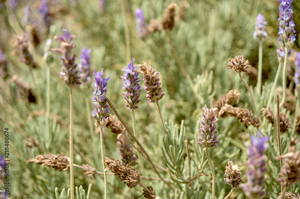 Obraz premium wildflowers background