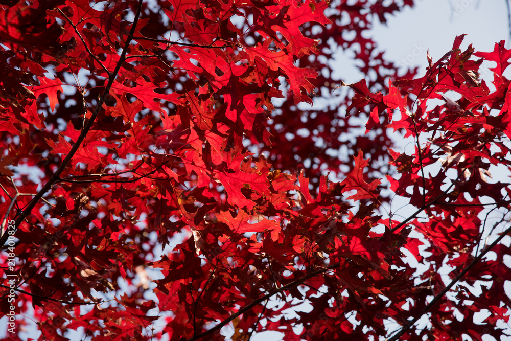 True colors of November - Red maple leaves against blue sky True colors of November - Red maple leaves against blue sky