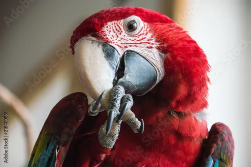 Fototapeta samoprzylepna Czerwona ara