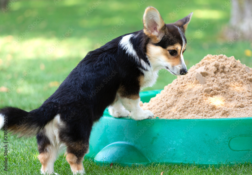 Obraz premium Welsh Corgi-Welpe tricolour