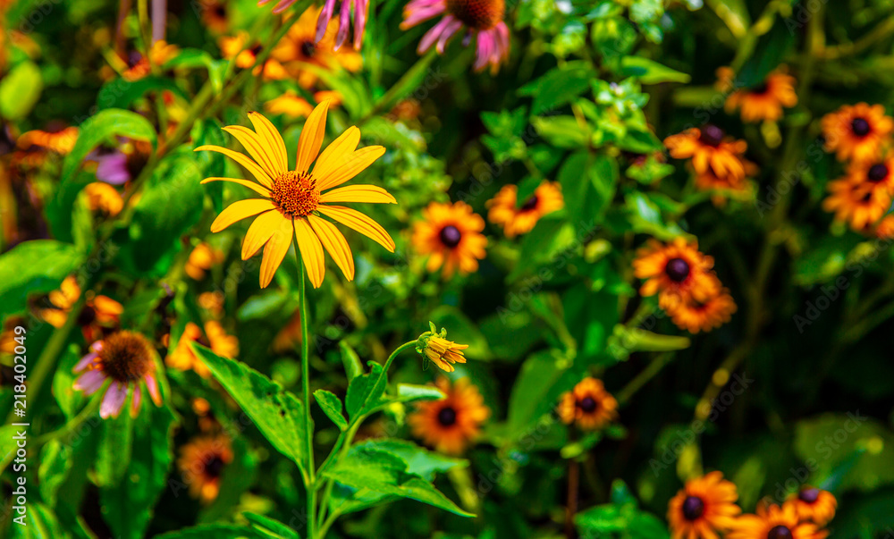 Flower Flower