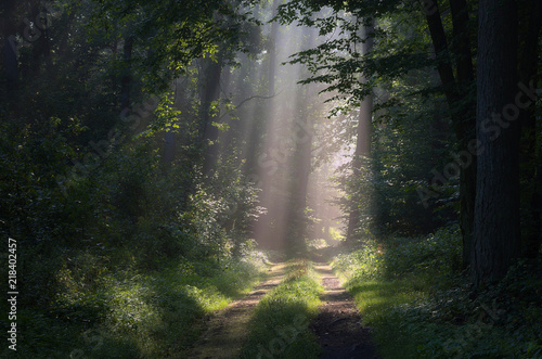 Leśne promienie © Tomek Kiecana
