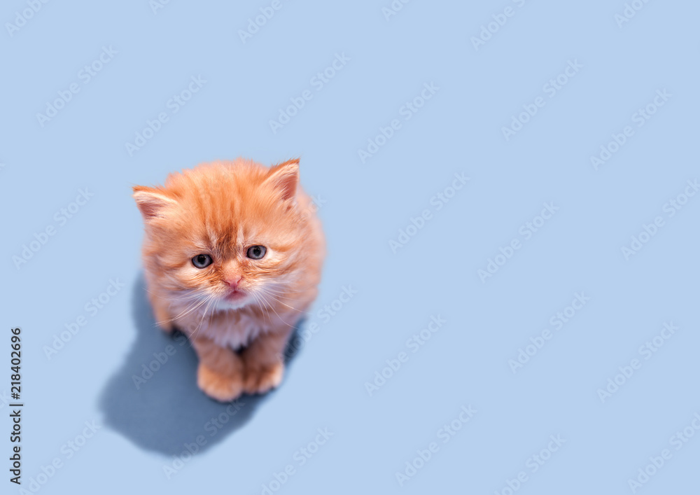 little red shaggy looking up kitten on blue background