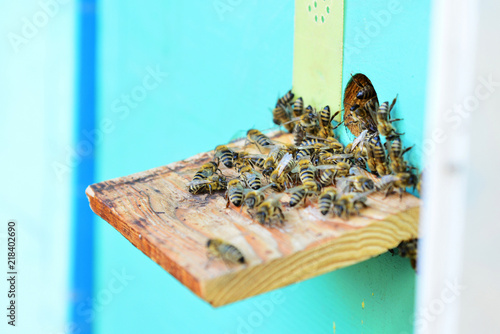 Bees near the beehive on the arrival on the pasika close-up. photo