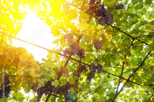 Bunches of large grapes hang on the vine in the garden in the open air with a pleasant warm light. photo