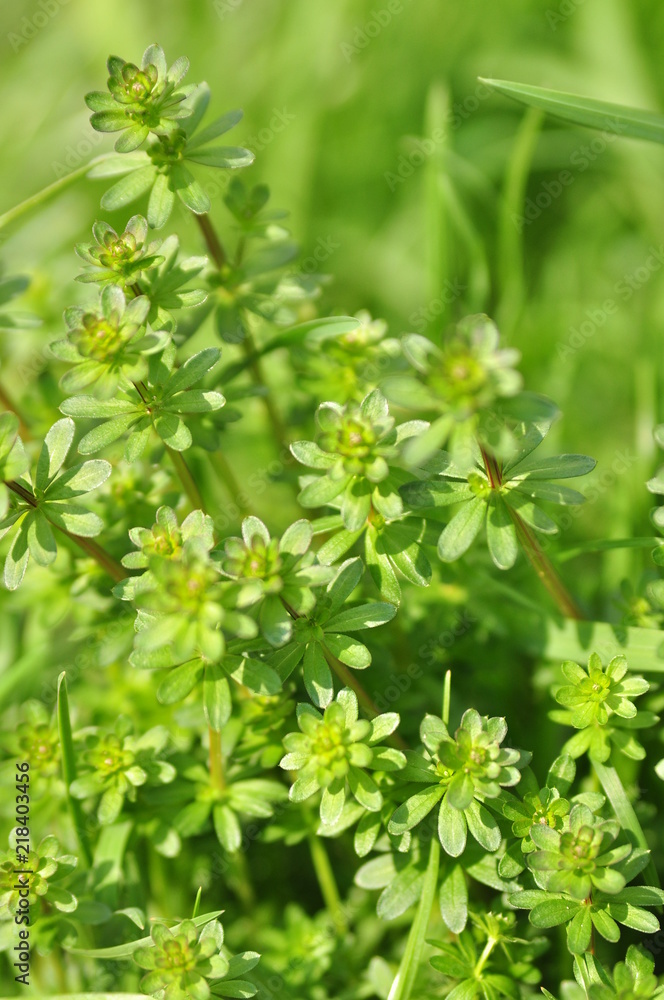 gros plan avec herbes sauvages, gaillet, sur fond vert en printemps gros plan avec herbes sauvages, gaillet, sur fond vert en printemps