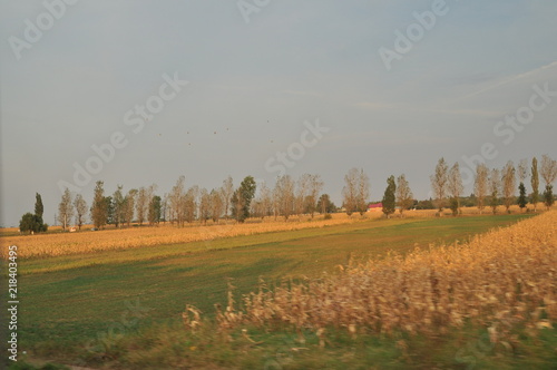 coucher de soleil avec champs jaunes et verts et rangée de peupliers en arrière plan photo