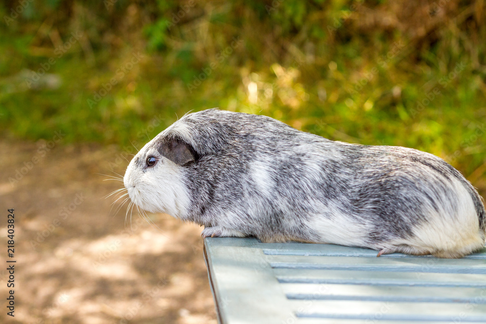 Guinea Pig Lying Down On Side