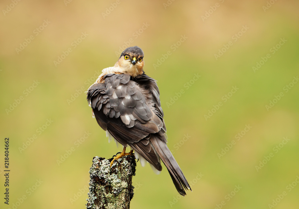 Eurasian Sparrowhawk perching on a wooden post Eurasian Sparrowhawk perching on a wooden post