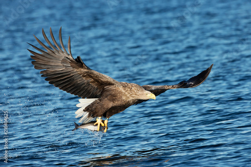 White-tailed sea Eagle in flight with a fish in the claws