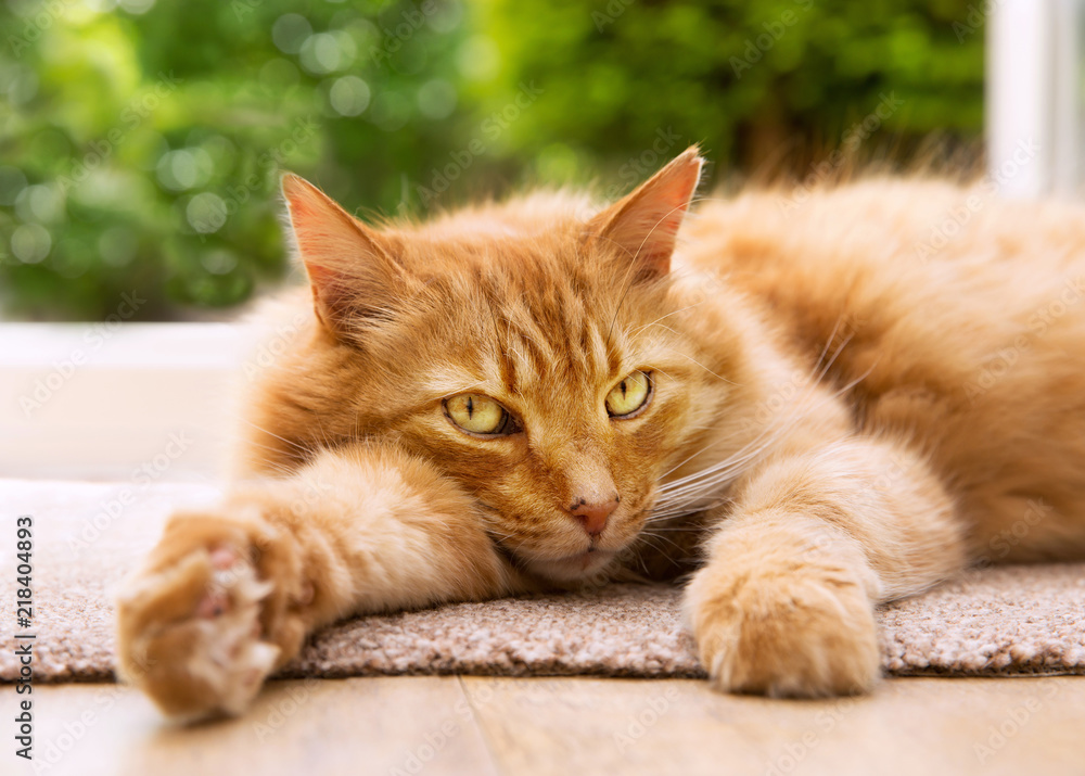 Close-up of a relaxed cat lying on a mat next to a patio door
