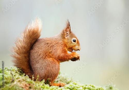 Red squirrel eating nut on a mossy log