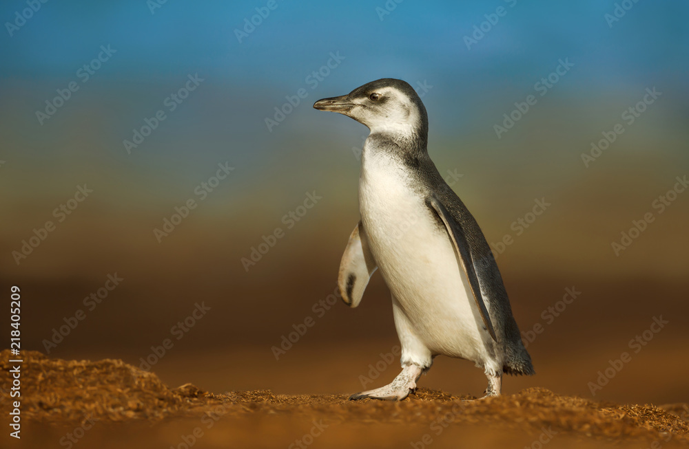 Close up of a juvenile Magellanic penguin Close up of a juvenile Magellanic penguin