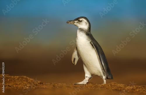 Close up of a juvenile Magellanic penguin