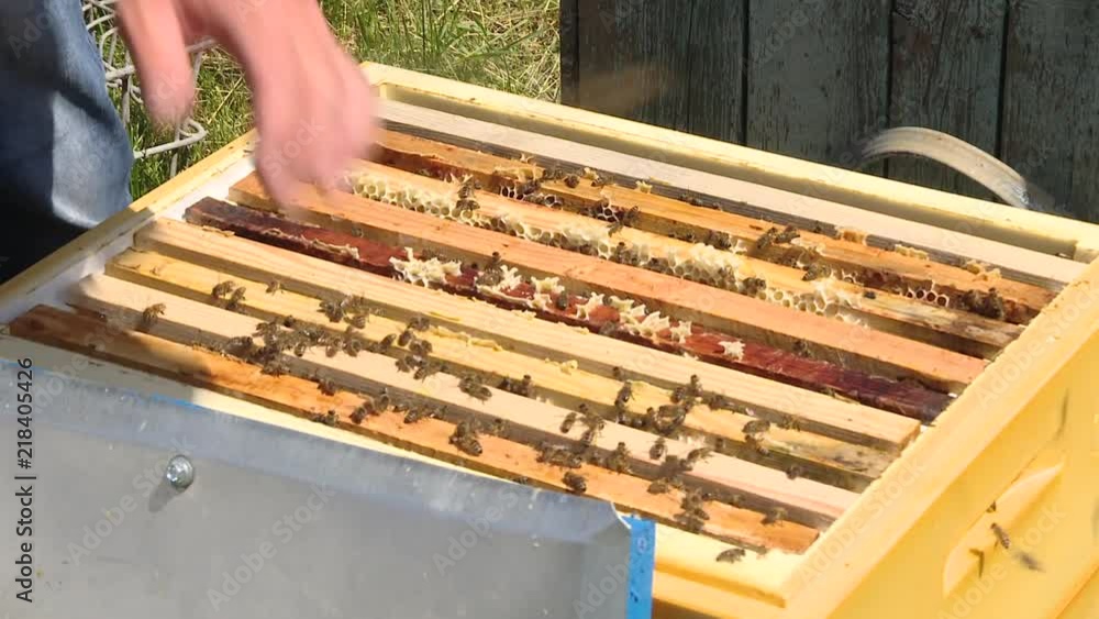The beekeeper puts a frame with honeycombs and bees in a beehive. Bees crawl on the frame with combs. The beekeeper with his bare hands is holding a frame with bees. The beekeeper covers the hive with The beekeeper puts a frame with honeycombs and bees in a beehive. Bees crawl on the frame with combs. The beekeeper with his bare hands is holding a frame with bees. The beekeeper covers the hive with